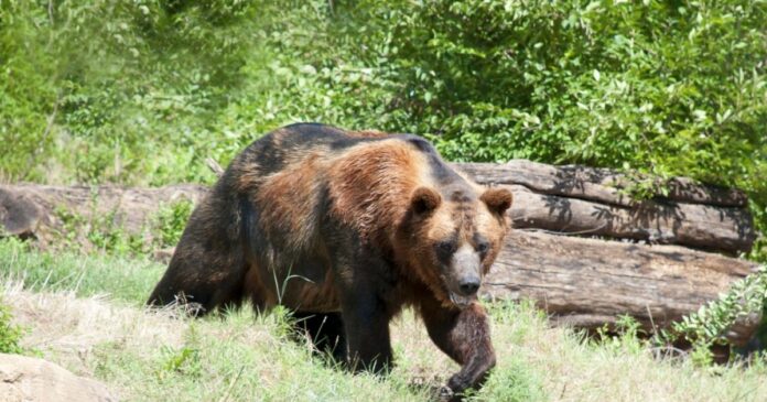 Ce măsuri ar trebui luate împotriva urșilor care ajung în localități? [SONDAJ]
