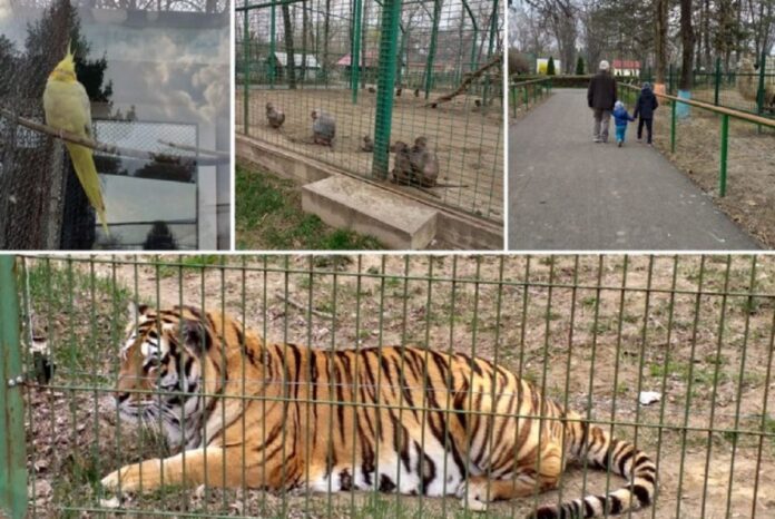 Regim preferențial pentru animalele exotice de la Grădina Zoologică Bucov. Ele au căldură