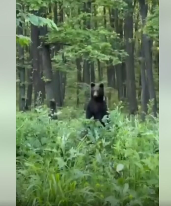 Un urs a fost surprins în pădurea din Păulești [VIDEO]