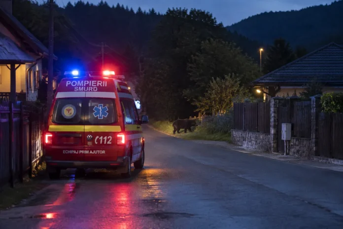 Două alerte RO-Alert pentru urși în Prahova