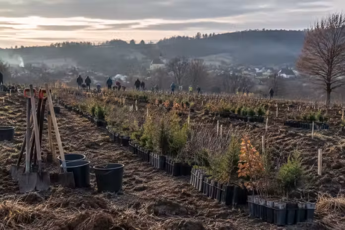 Prahova găzduiește tentativa României de a intra în Cartea Recordurilor prin plantări simultane