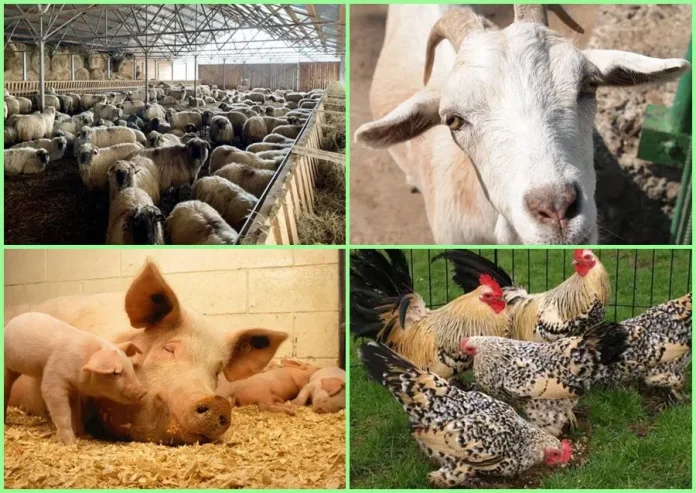 Zootehnia din Prahova: aproape 278.000 de animale și un sector cu potențial economic major
